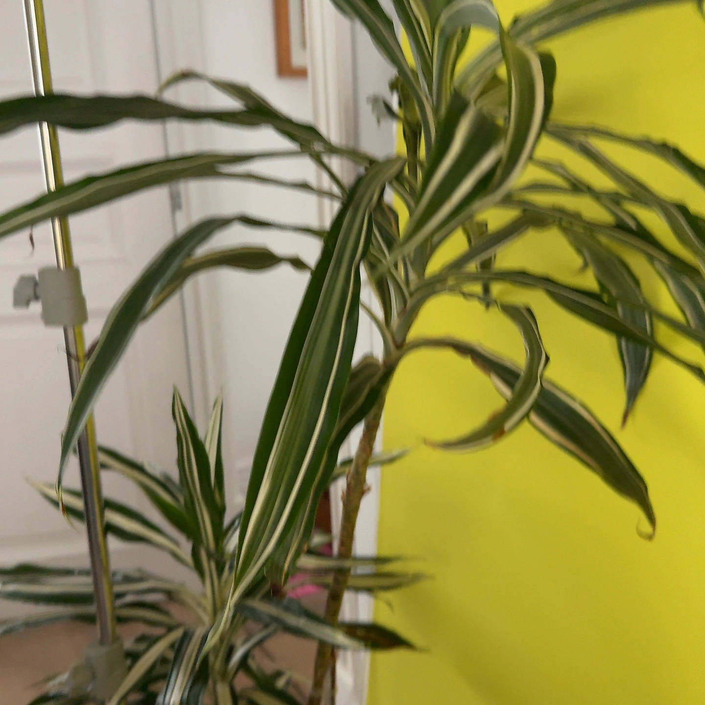 Foto publicada por Tiago Daniel